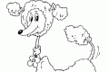 Caniche