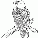 free printable bald eagle page